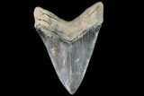 Fossil Megalodon Tooth - With Pyrite #108841-2